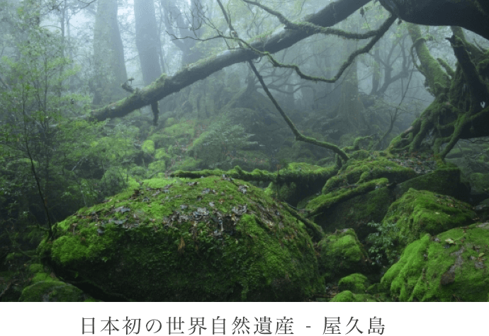 日本初の世界自然遺産 - 屋久島