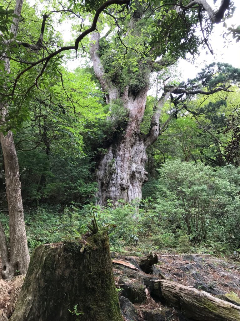 樹齢8万年 屋久杉の樹齢を上回る世界の長寿の樹11選 グラクセン Graxen