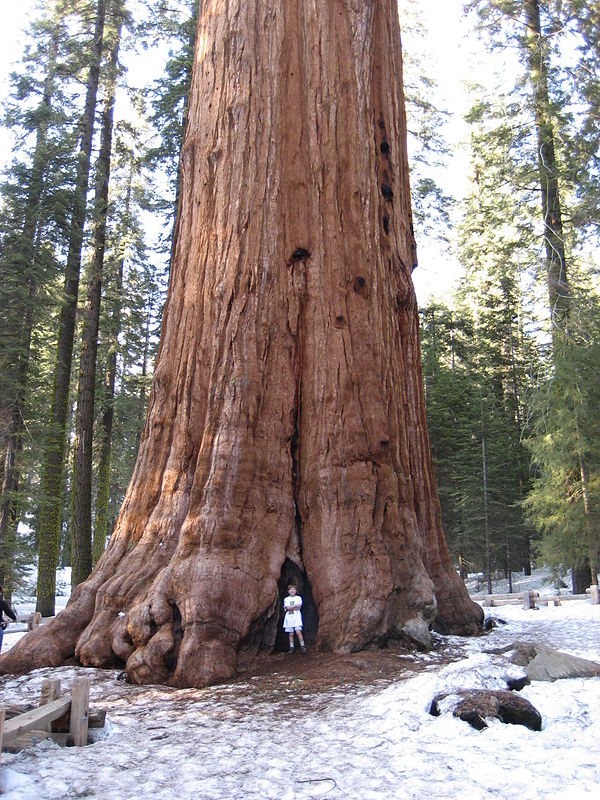 樹齢8万年!?屋久杉の樹齢を上回る世界の長寿の樹11選｜グラクセン | GRAXEN