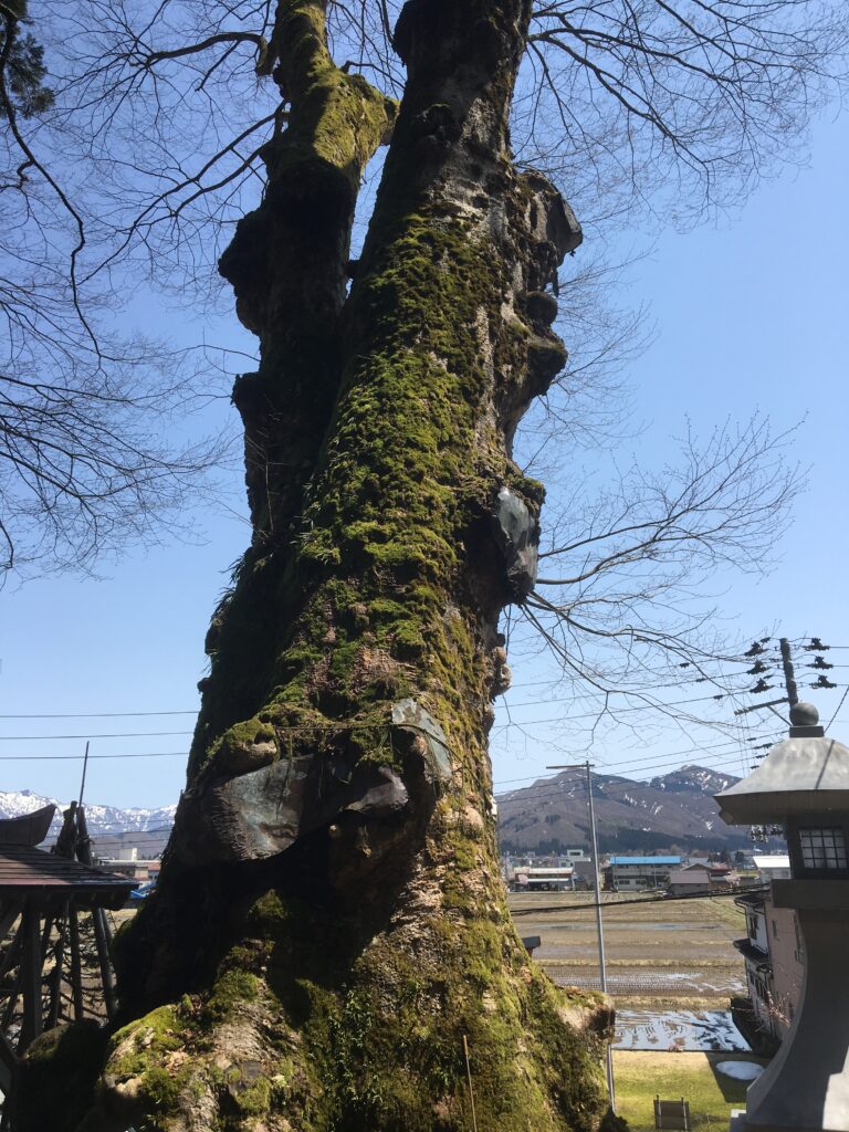 ケヤキ一枚板GX02 青島上之山神社の大欅 | GRAXEN