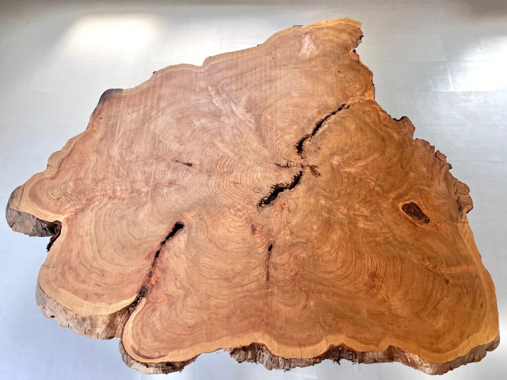 IMG_3576r 屋久杉 輪切り