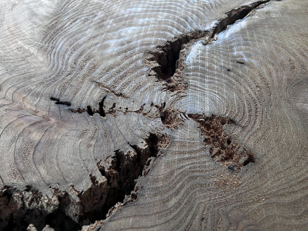 ⭐️IMG_3577 屋久杉 輪切り