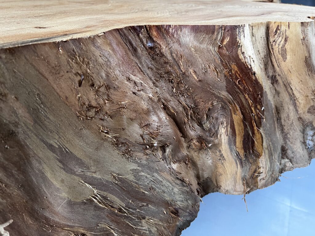 ⭐️IMG_3582 屋久杉 輪切り