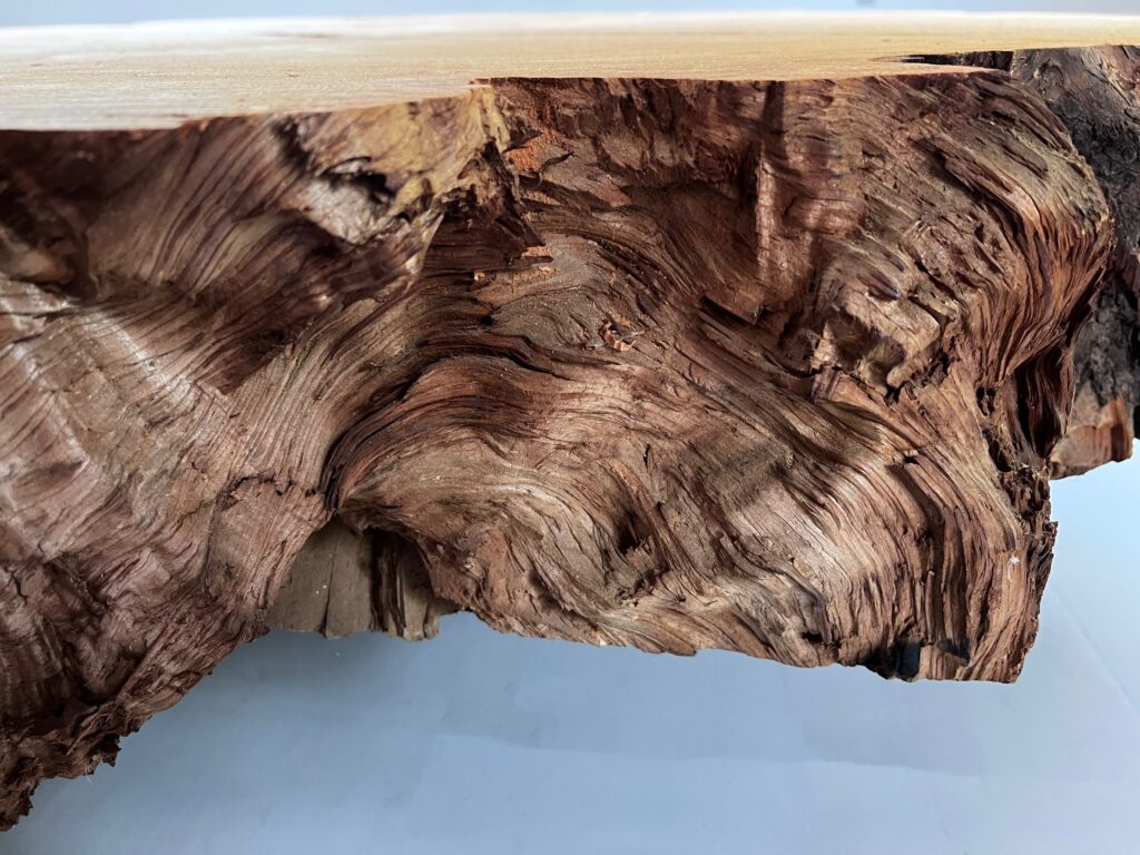 ⭐️IMG_3585r 屋久杉 輪切り