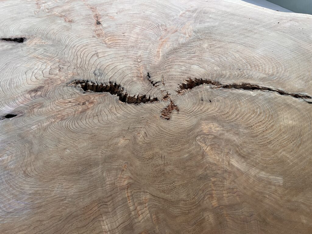 ⭐️IMG_3593 屋久杉 輪切り