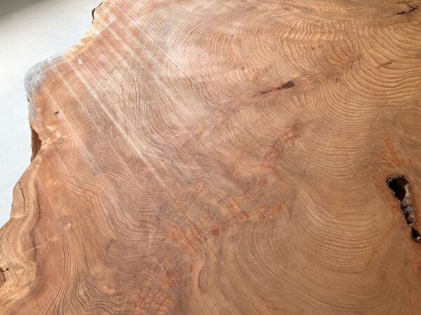 屋久杉 輪切りGX-28 | GRAXEN JAPAN