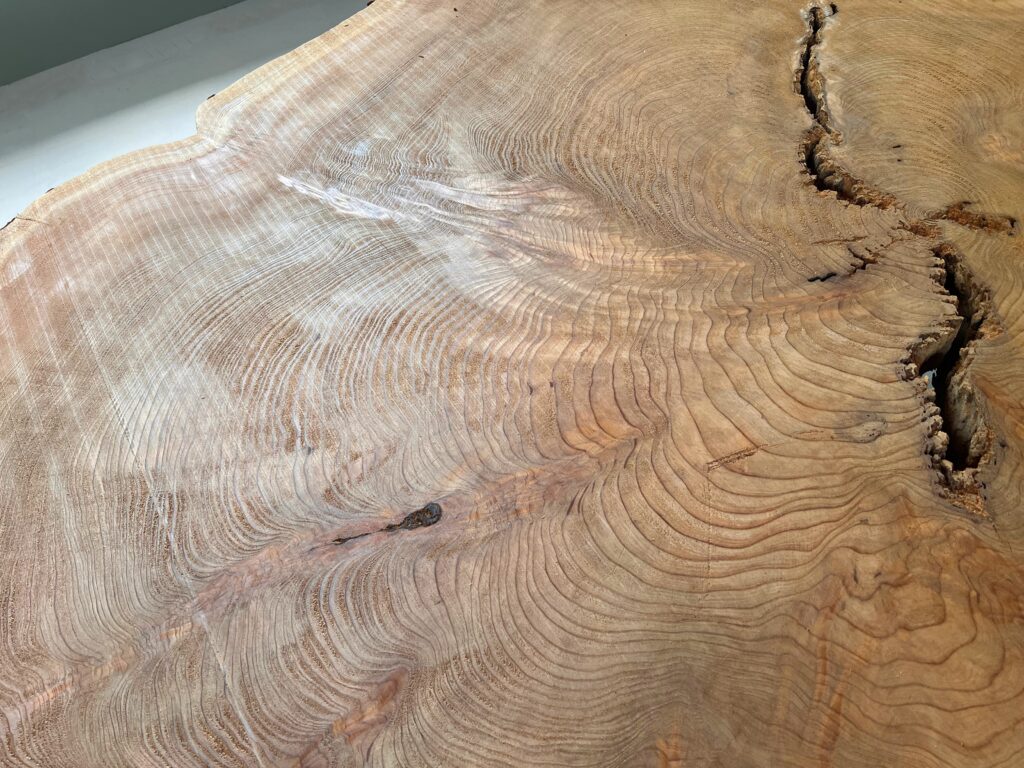 ⭐️IMG_3599r 屋久杉 輪切り