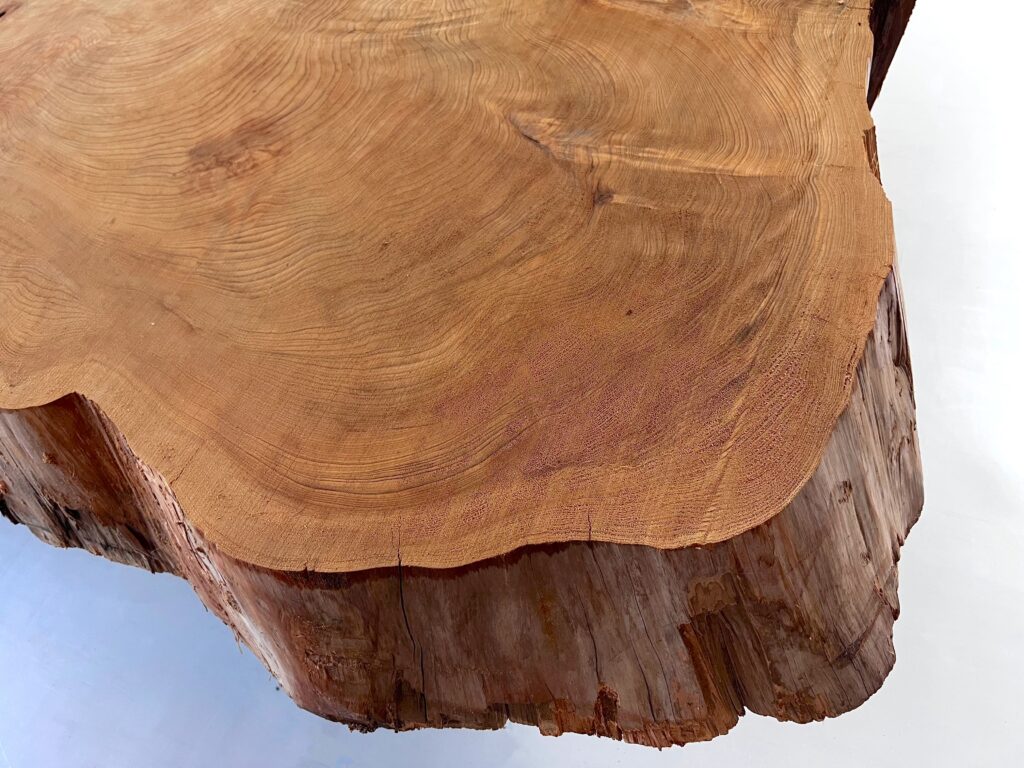 ⭐️IMG_3602rc 屋久杉 輪切り