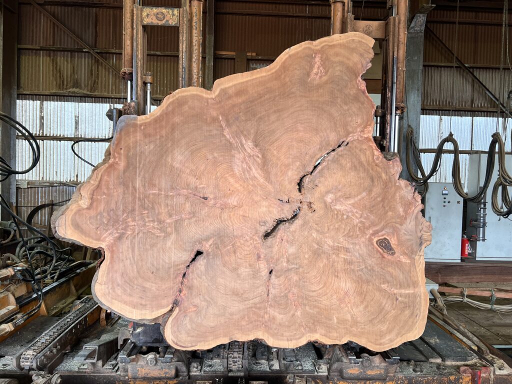 屋久杉 輪切り 製材